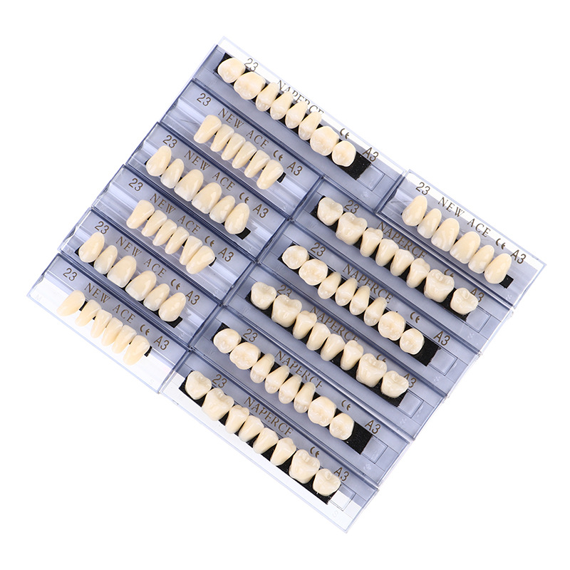 Model Kit Ixchel - 168 pçs/caixa dental resina sintética dentadura