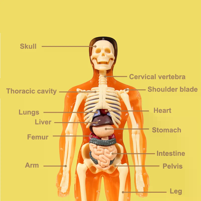 Modelo Científico de Anatomia  - Model Kit Simulator avaliação e preço